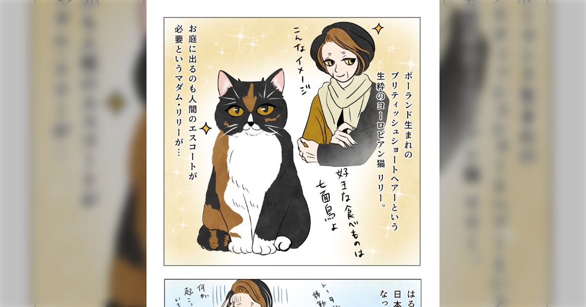 ポーランドで生まれ育ったマダム系の猫が初めて日本の畳に降り立った！さっそく探検を楽しまれる「コタツをお楽しみに！」