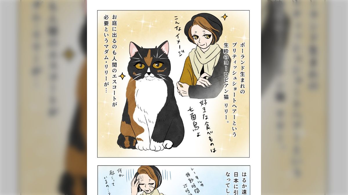 猫様 リクエスト 3点 まとめ商品 多々良ねこ様 リクエスト 3点 まとめ