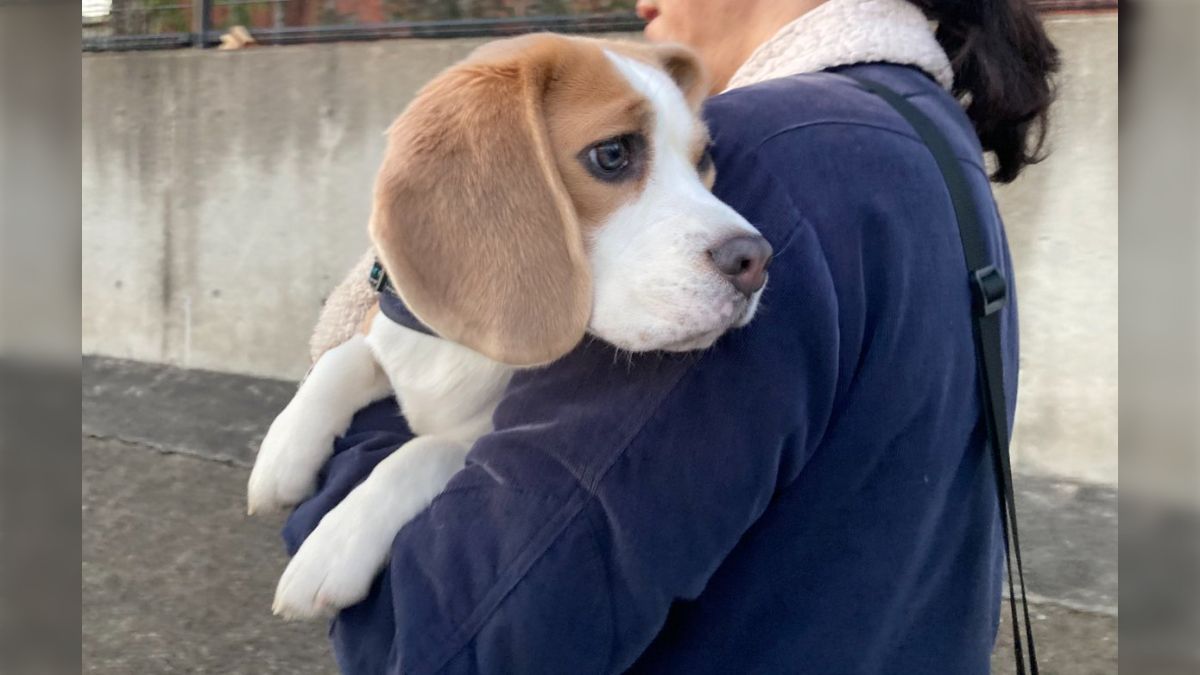 フリスビーが楽しすぎて興奮でまっすぐ帰れなくなったので、飼い主に持ち運ばれる犬さん - Togetter