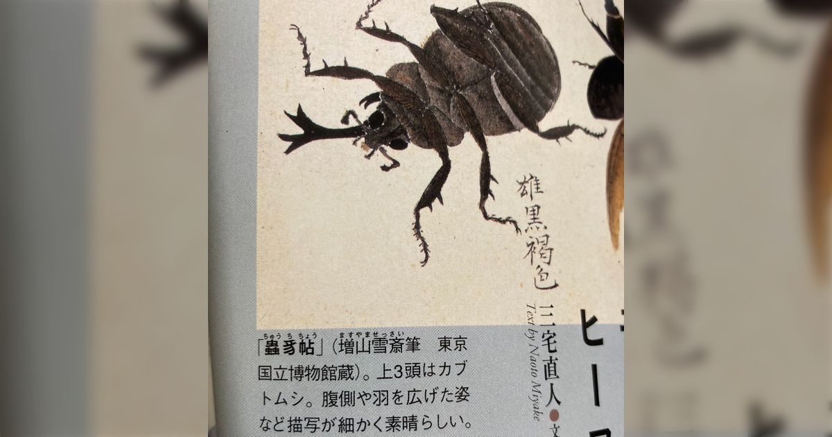 カブクワ飼育 引退品 イロイロ