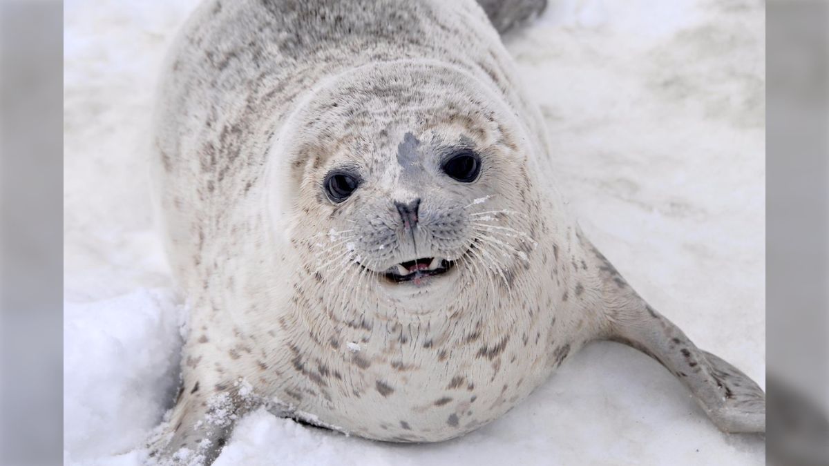 ニッコリ微笑むアザラシ、実はコレ怒ってるときの表情なんです  