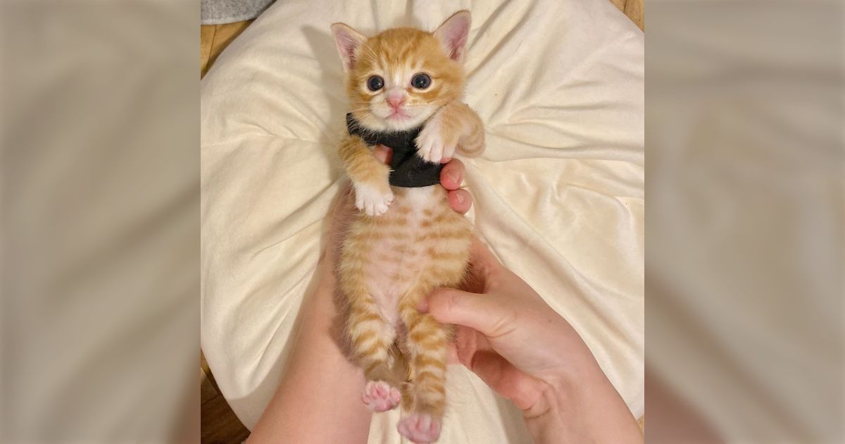「赤ちゃん猫ぽんぽん検定一級試験を始めます。受験者の方々は赤ちゃん猫ぽんぽんを提出してください」→受験を希望する皆さんの写真が可愛すぎる