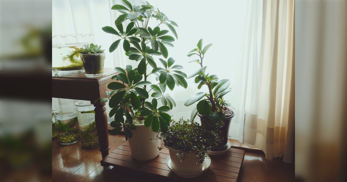 3番：葉っぱ 120円→100円