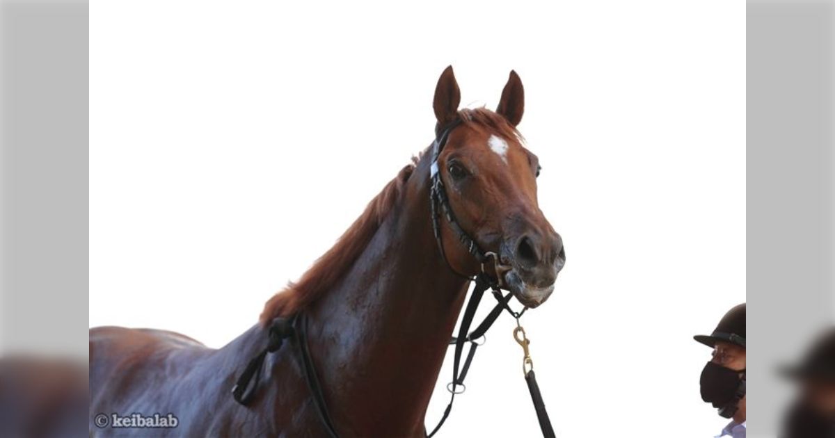 【ドウデュース】イクイノックス　引退馬券※ドウデュースも出走してます！ ドウデュース】イクイノックス 引退馬券※ドウデュースも出走して
