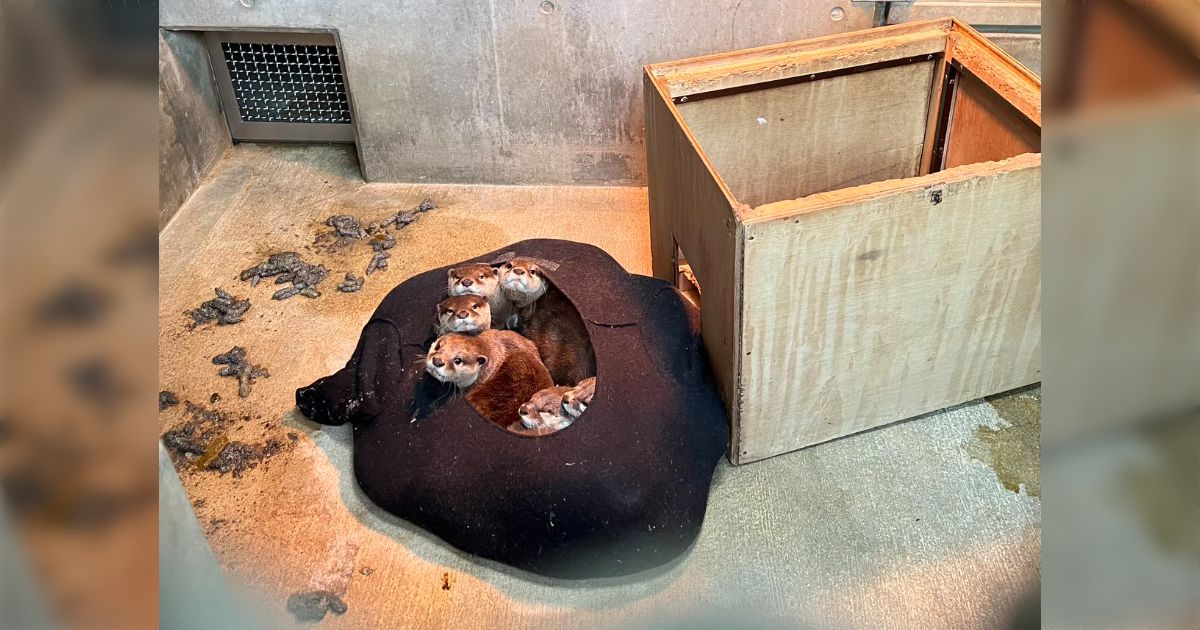 カワウソに「体を拭くのに使ってね」と服を渡したら、ミッチミチに詰まってありえない形状にされててワロタ