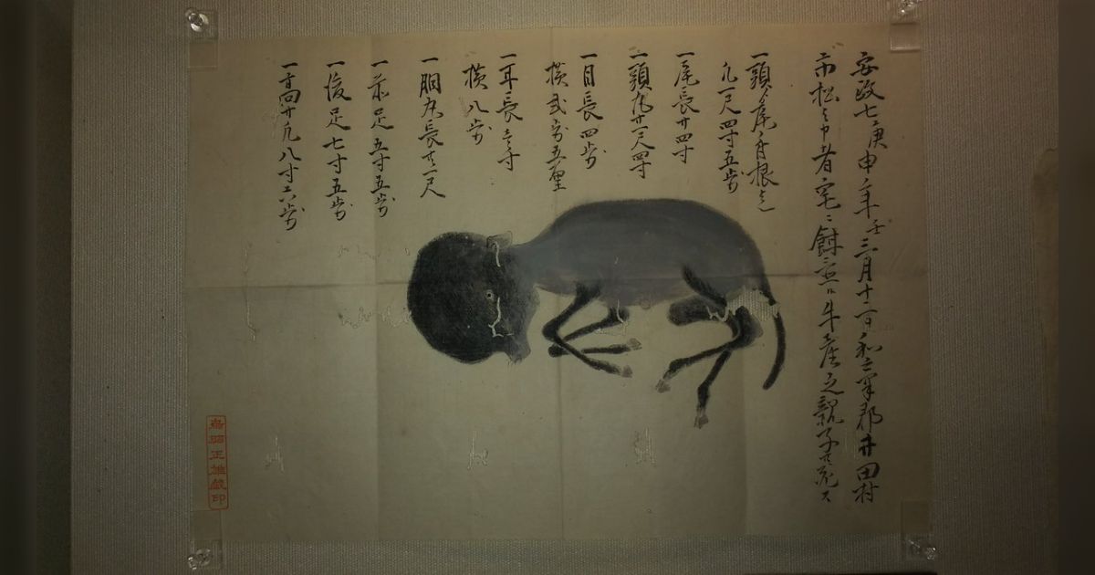 牛から生まれた妖怪 件 くだん の江戸期図絵発見ニュース - posfie