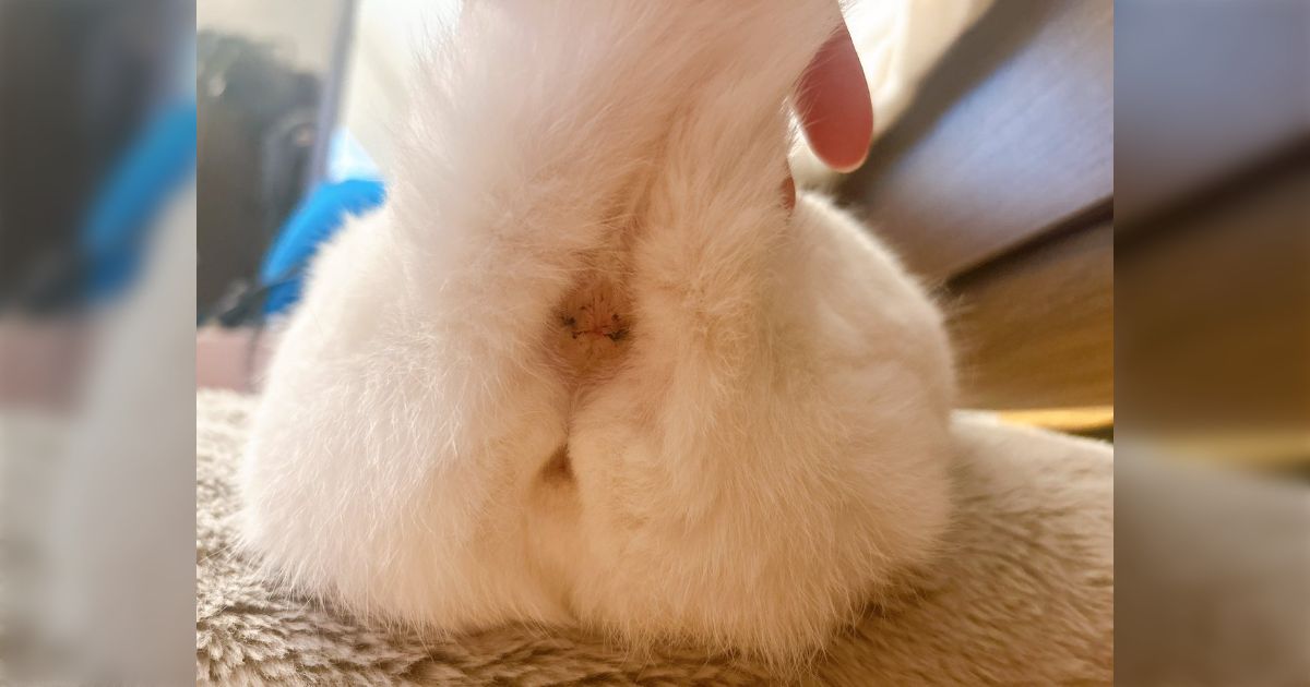 Xに猫のお尻の画像をアップしたら「猫にもプライベートゾーン