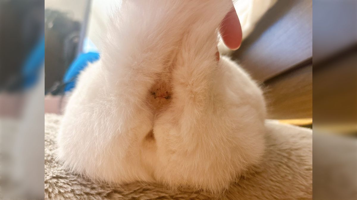 Xに猫のお尻の画像をアップしたら「猫にもプライベートゾーン