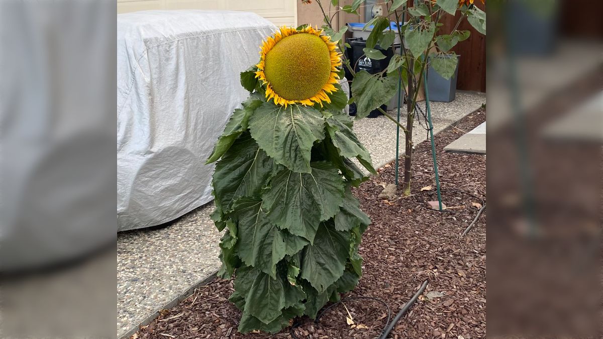 閲覧注意】散歩途上で見かけたひまわり。ひまわりですよね「中に人入っ  