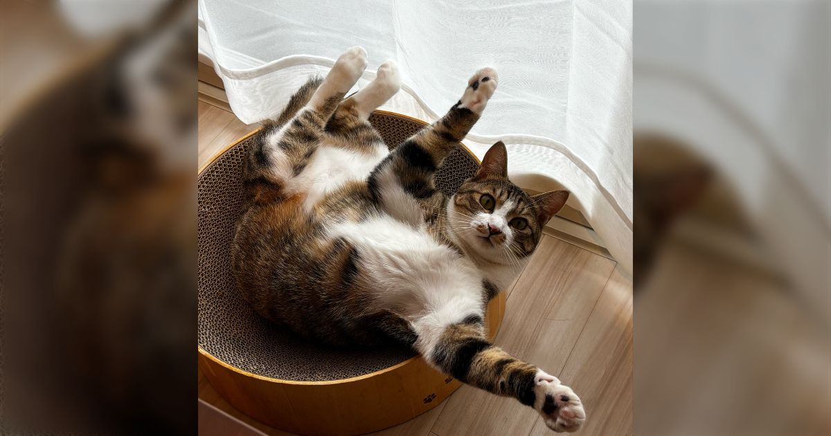 ごろんとお腹を見せてくる猫、人間ホイホイすぎるけど触っていいとは限らない罠「これは…最強の攻撃の構え!」