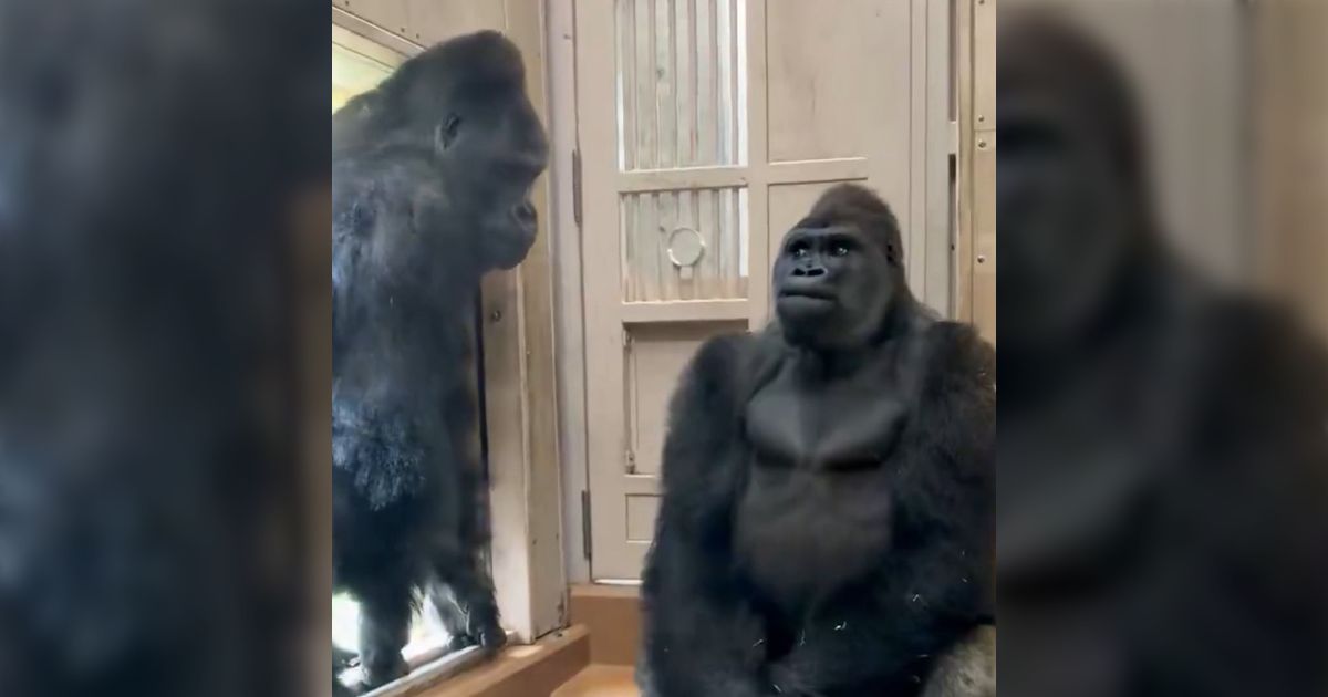 「父シャバーニの登場で緊張するキヨマサ」キヨマサの表情が人間過ぎてなんだかおもろい、それにしてもシャバーニはなぜどついたのか