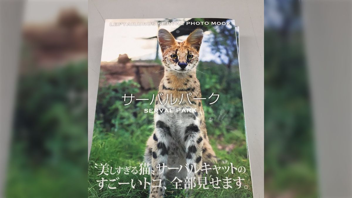 国内作家 創作 サーバルキャット