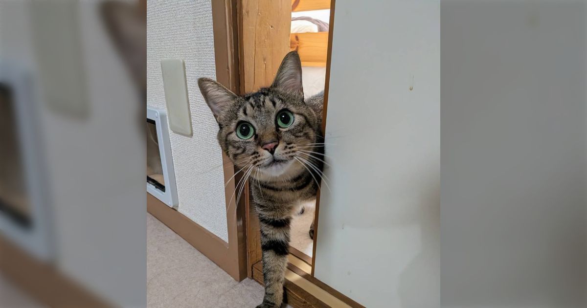 シッターさんが撮ってくれた猫がかわいい、1日目と2日目で態度が変わったようだった「他人が撮ったうちの猫かわいい」