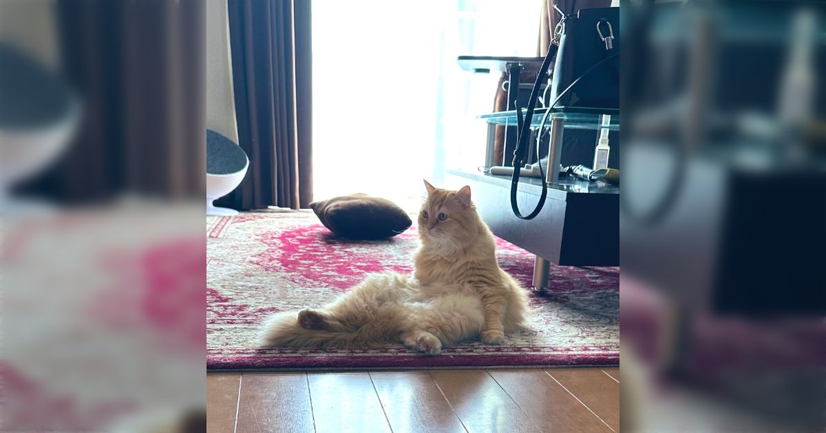 妻の作った 招き猫・亜種 「招いてるんじゃないよ、怨めしいんだ