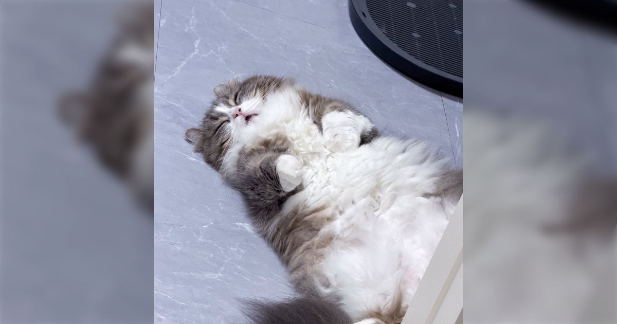 「すぴぃすぴぃ聞こえてきたから振り返ったらこれ」もっこもこでかわいい飼い猫がお口をあけて無防備に寝こけている姿が可愛すぎる