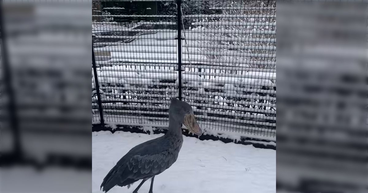 雪景色に怯むことなく屋外に出てみたハシビロコウ、歩いてみてから確信を得て無事帰宅「ん？ってなってるのかわいい」