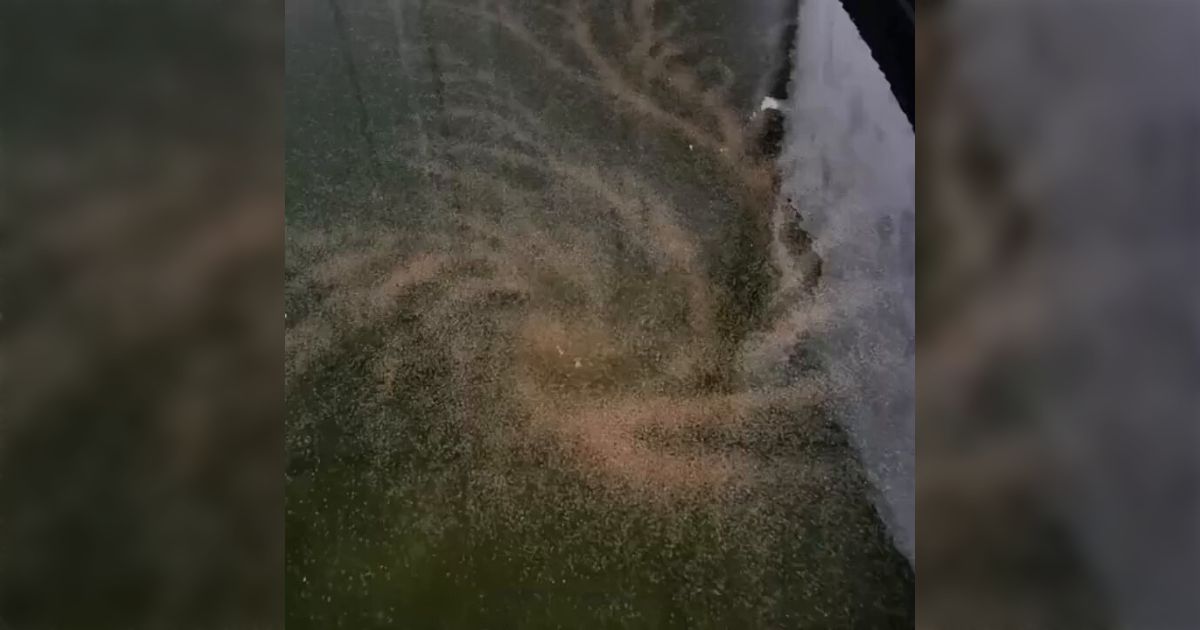 ミジンコは個体密度が高いとこんな不思議な現象が起こるらしい「すげえなコレ」「銀河みたいだ」なぜこうなるの?