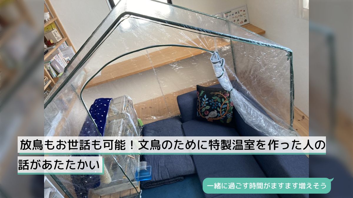 放鳥もお世話も可能！文鳥のために特製温室を作った人の話があたたかい - Togetter [トゥギャッター]