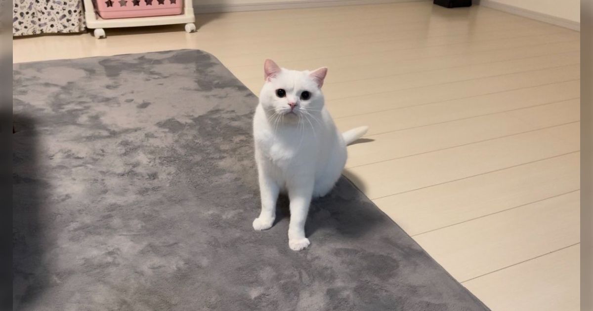 猫さん 猫さん 猫猫 カード検索 ｜ Z/X - Zillions of enemy X