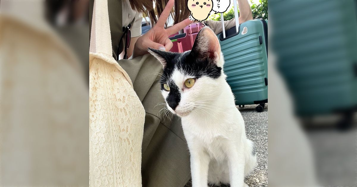 宮古島に行ったら宿の人に「とりあえず猫について行ってください」と言われたので従ったら、ちゃんとお部屋まで案内してくれてびっくりした