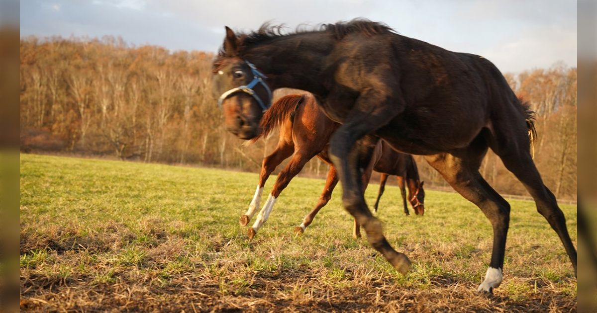 「その血の運命」 馬を撮影していたらガンギマった目の他馬が乱入、顔と態度があまりにもオヤジの精神を受け継いでいる