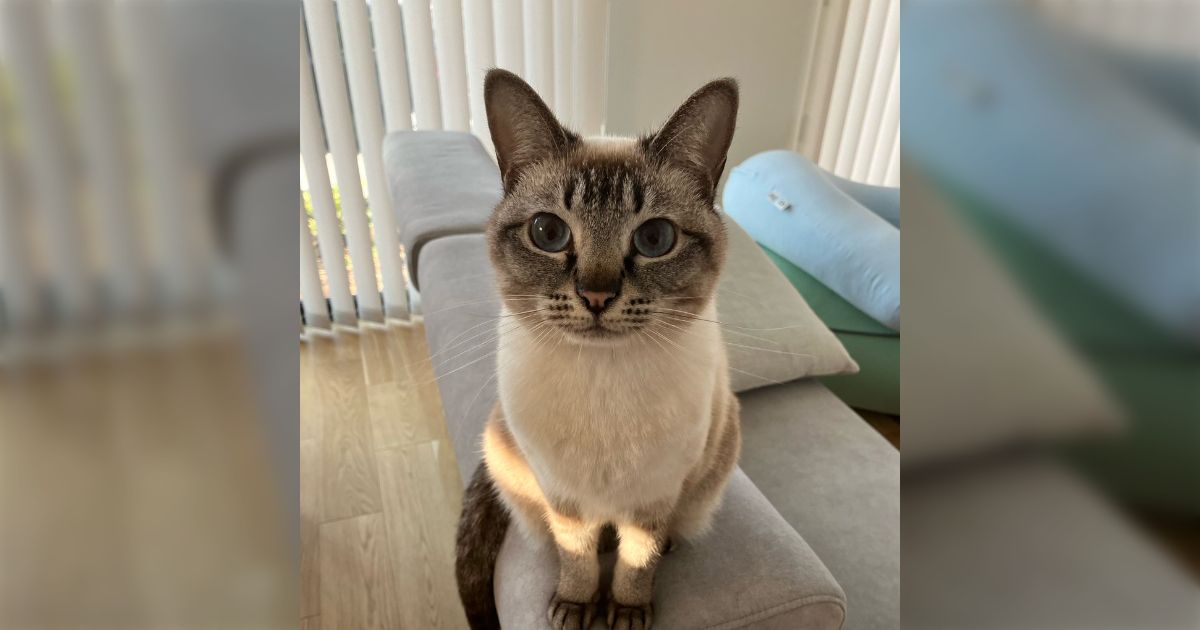 『日本の猫画像を見ると「あ、日本の猫だ」と分かるようになってきた』海外との交流が盛んなTwitterで「日本の猫って輪郭が丸いよね？」と評価される