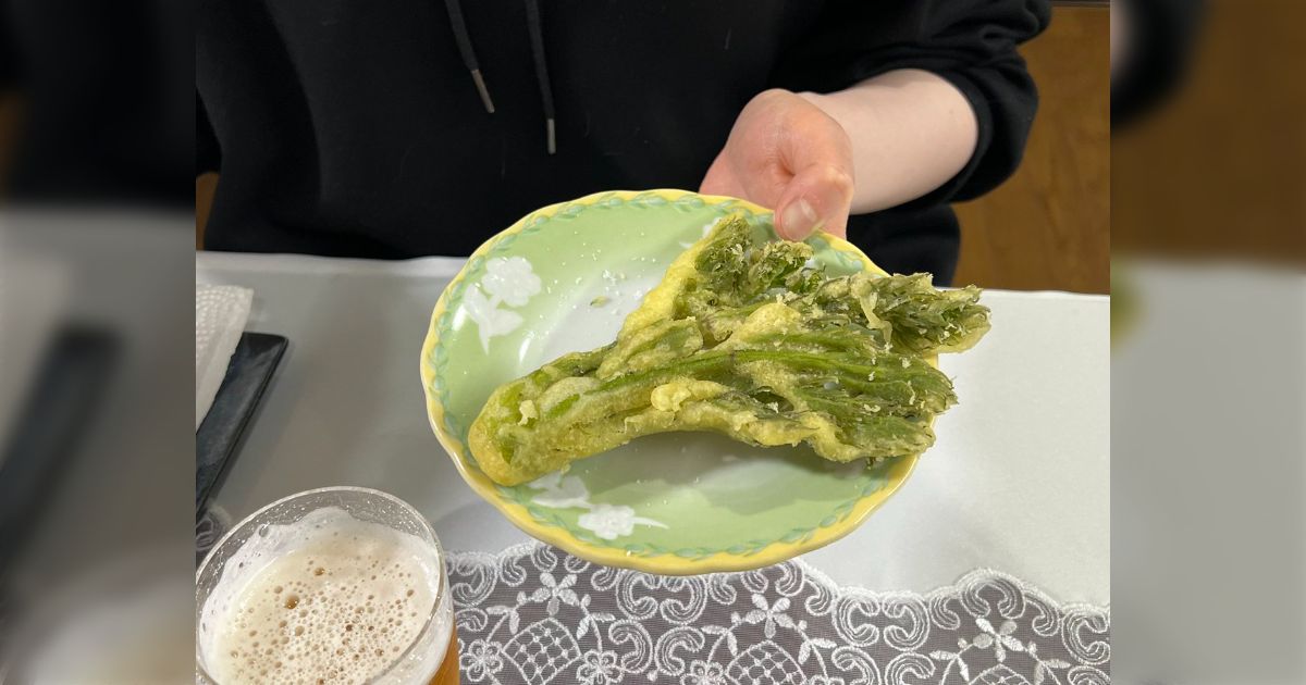 Amazon.co.jp: 【国産 山菜】簡単！西根の森 タラの芽 栽培
