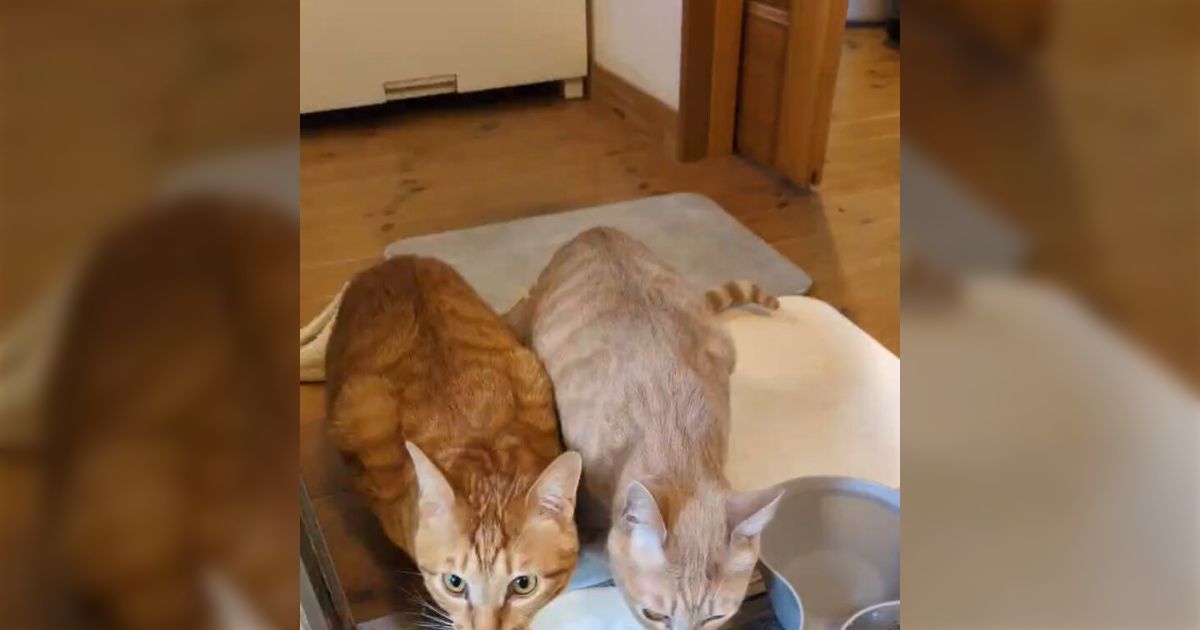 「うちの猫が水を飲まない」と相談したときに「レタスを浮かべてみろ」と言われ、実践したら本当に解決した→猫の視力の特徴を踏まえた工夫が素晴らしい