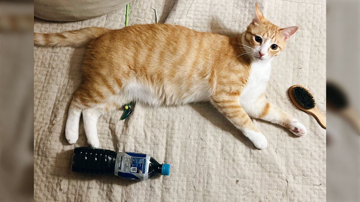 商品オーダー用 猫パネル - メルカリ オーダーメイド等身大・羊毛