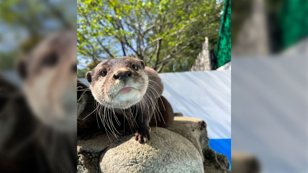 ペット に できない コレクション 動物