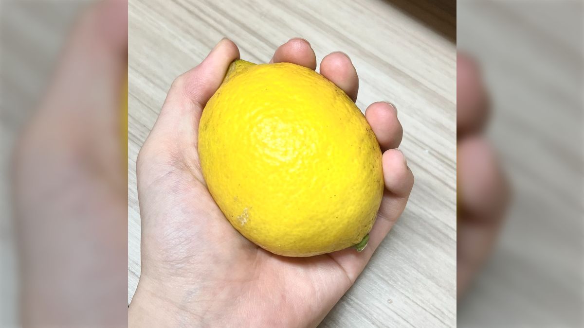 桃栗三年柿八年、檸檬十二年」12年前に植えたレモンの木からやっと実が