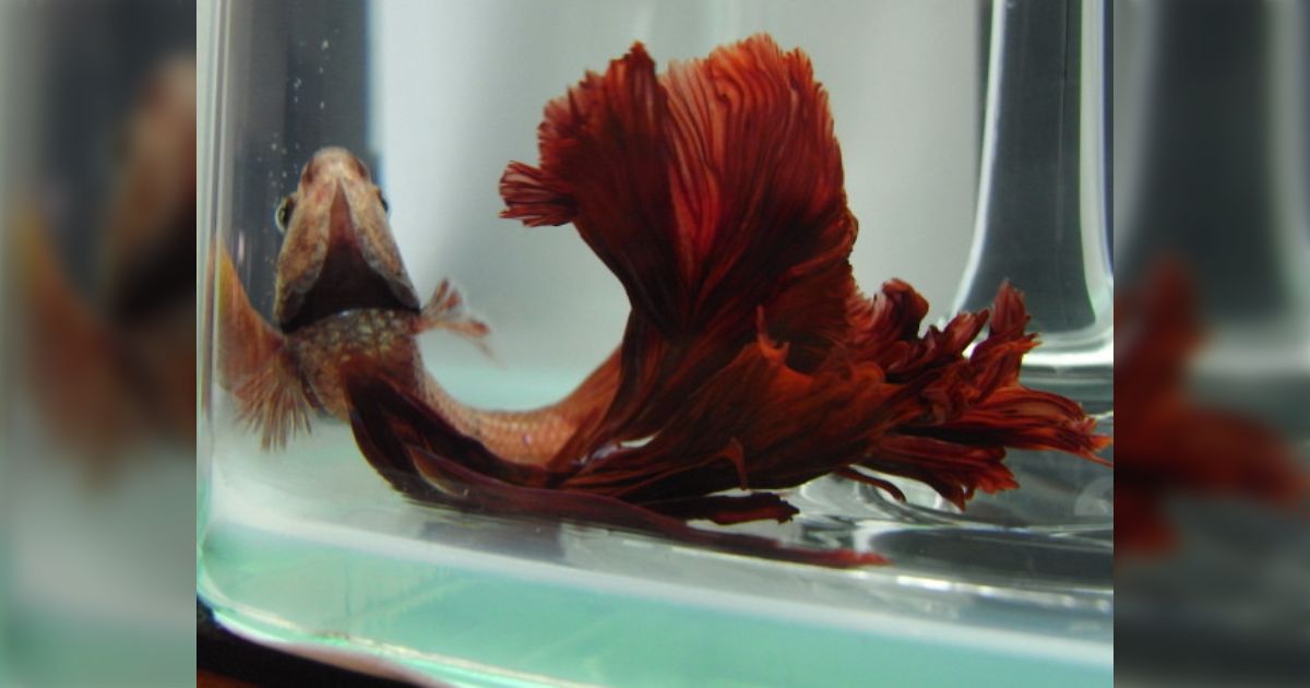 ベタ（闘魚）写真・その1 - Togetter [トゥギャッター]