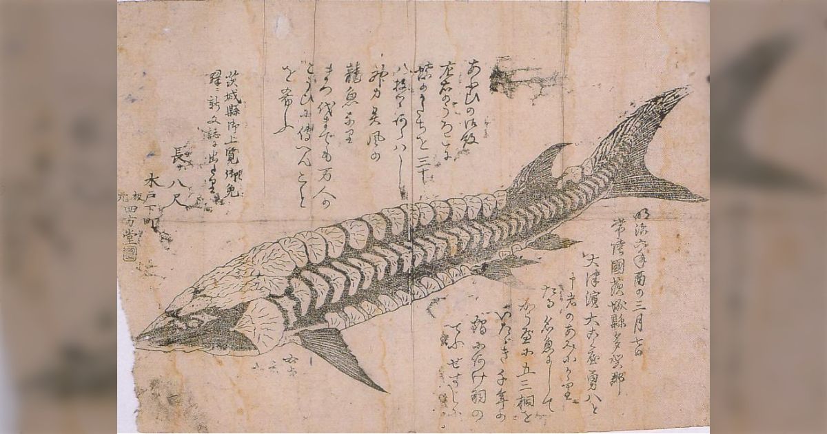 今から150年前に茨城県で未確認生物が捕獲されたが当時の絵師が