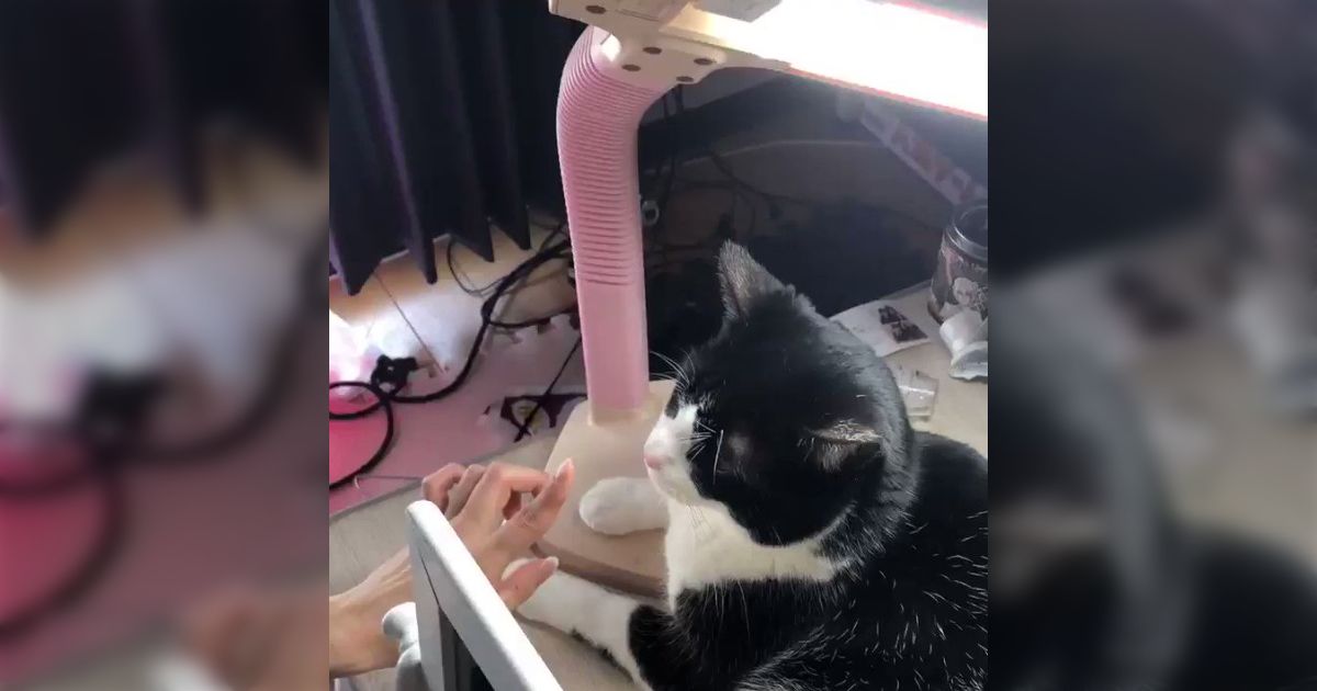 猫さんがなぜかライトのスイッチになられる→謎すぎる仕組みの解説 