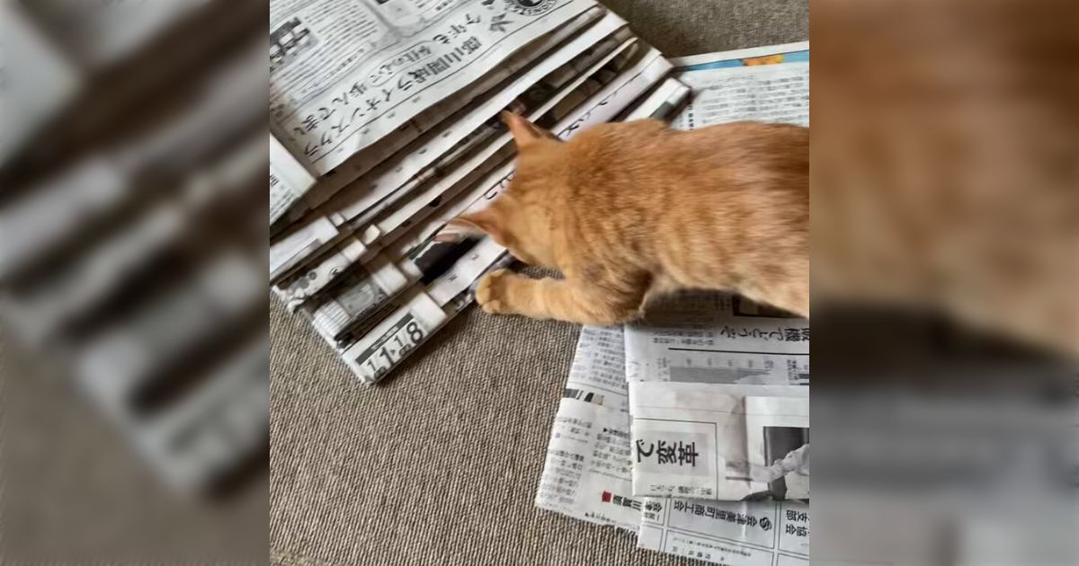 新聞紙を折って紙袋を作りたい人間VS遊びたい猫』茶トラ子猫の