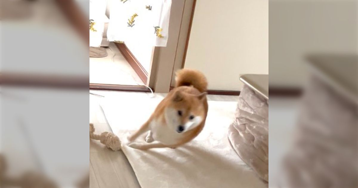 コタツのコーナーを攻める犬の残像写真が躍動感溢れててかっこいい→完全一致しそうな画像も集まる - Togetter [トゥギャッター]
