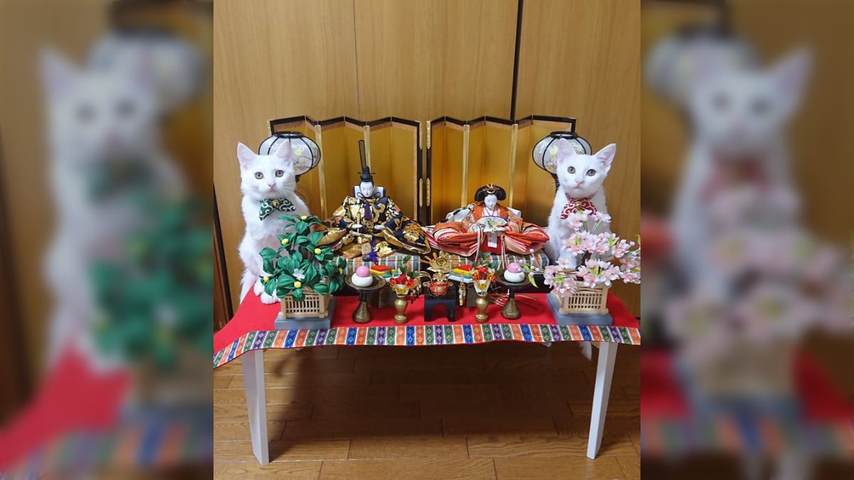 猫のお雛様【大】＋3匹官女╰(*´︶`*)╯♡ 【公式通販】