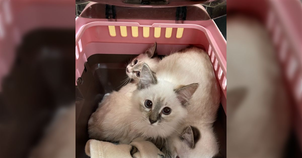 「沖縄のシャム猫は通年温かく過ごすので成長してもあまり焦げない」と言われたのだが、本当?→遺伝子の面白さを感じる地域別シャム猫画像集