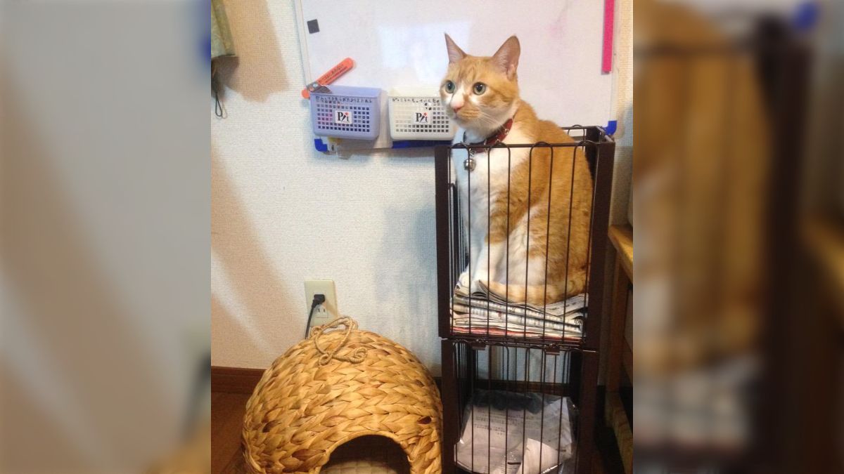 猫暮らし専門店 キミとワタシのSUMIKA ratanto!シリーズ 洗える