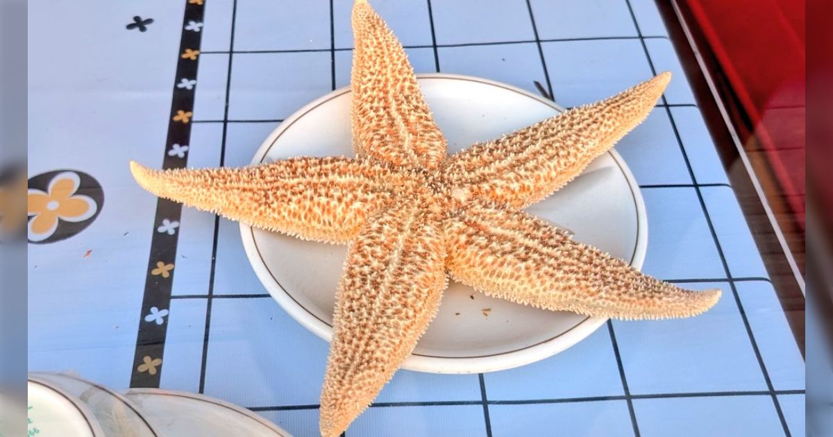 中国の青島にある市場でヒトデを人生初の実食、「可食部あるんだ」「ビールのアテにいい」の声も