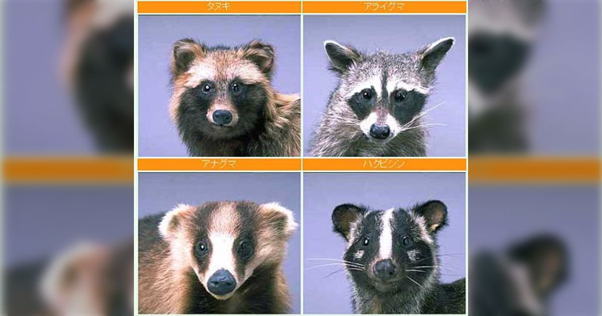 ムジナの類を見て「タヌキかアナグマかハクビシンかアライグマか」を瞬時に判別できるのはライオス並の変態なので、うかつに「全然違うのに何で分から ...