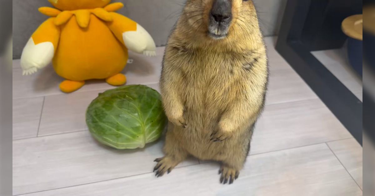 マーモットの丁寧なお断りが可愛すぎるから見て→渡したキャベツがあまり好きじゃなくてもう食べたくない時の断り方が「あっ...もう大丈夫です...」