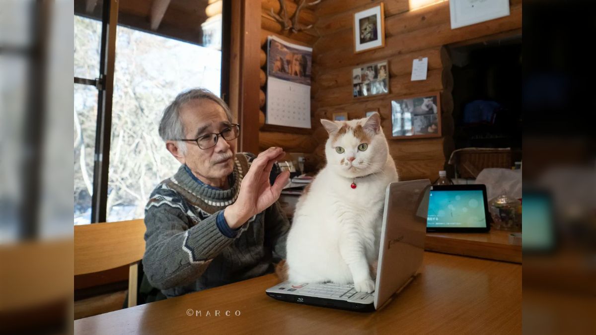 パソコン作業を邪魔する位置に陣取った猫さん 撫でようとした後のふたりがかわいい「お父さまの表情が最高」 - Togetter [トゥギャッター]