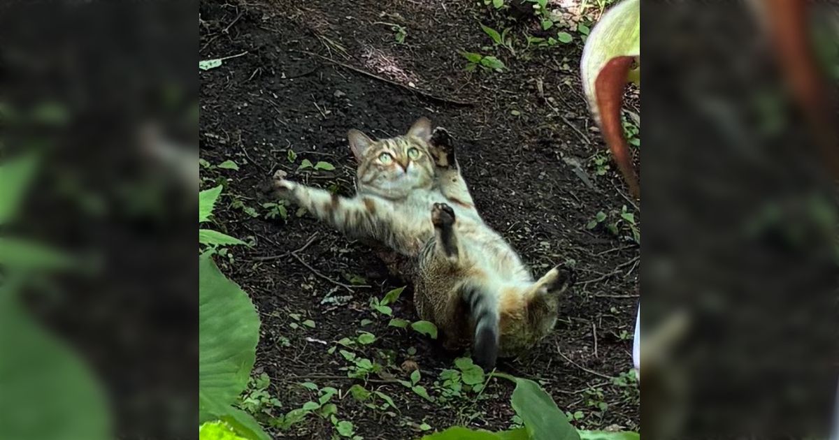 おばあちゃんから「花の写真撮ったつもりが真ん中に面白可愛い物が写ってました」と最高の連絡がきて、最高の気分→「なんやこの表情」「あまりにも尊い」