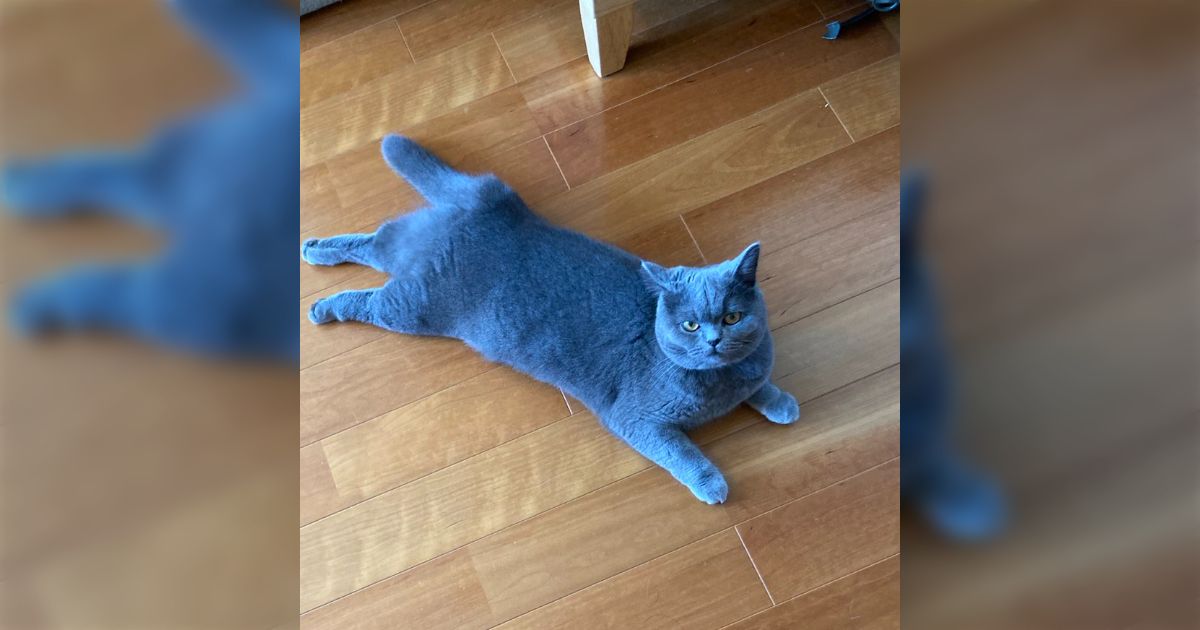 毛がブルーに見える猫」がいくらなんでも青すぎて驚き「色彩感覚