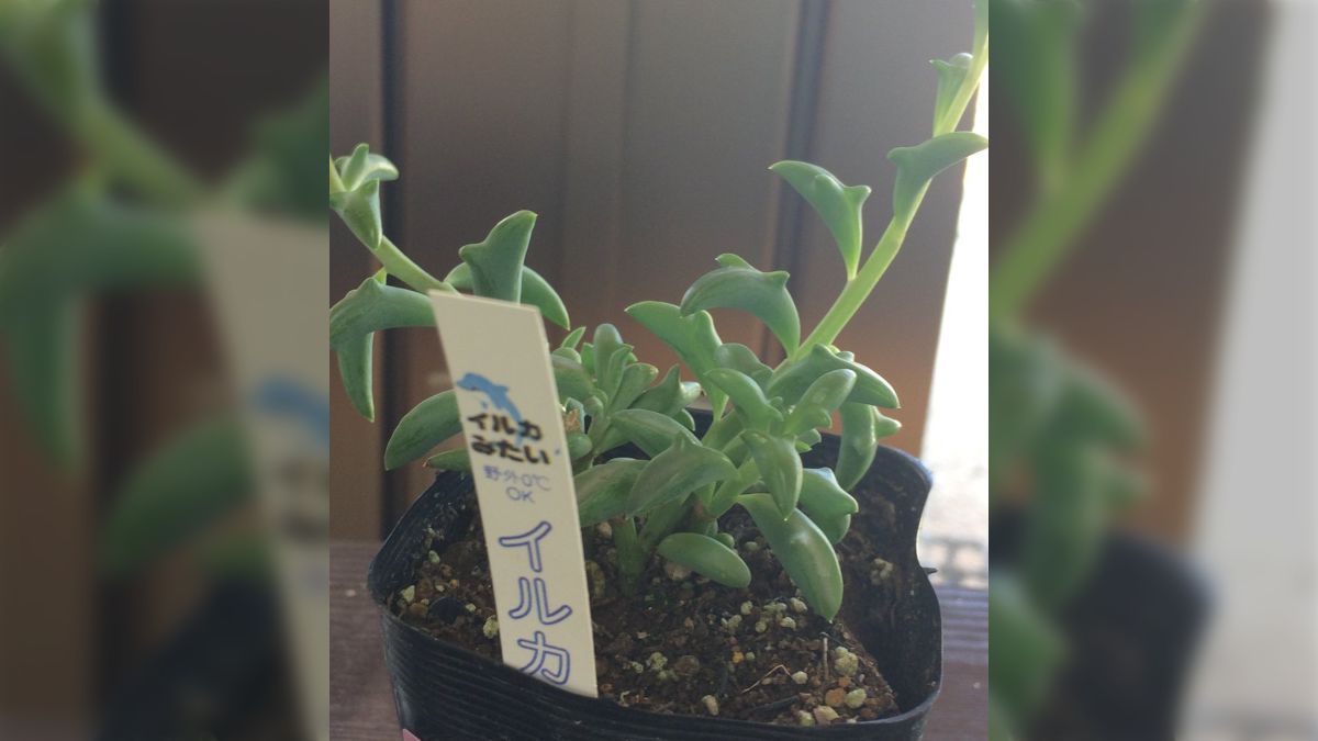 イルカにそっくりな多肉植物が可愛過ぎて注目の的「何これすごい