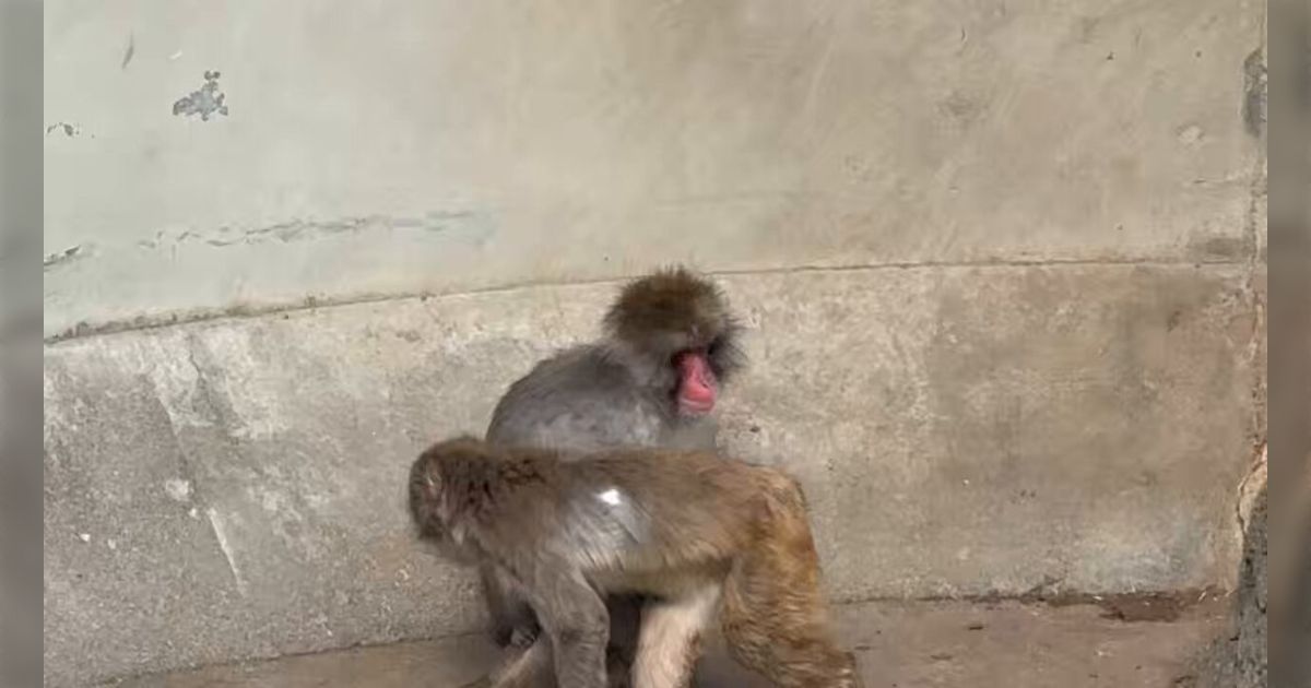 市川市動植物園の子ザル『パンチ』が群れのサルに引きずられている動画が誤解を招く形で海外に拡散され声明発表→「ただかわいそうと思うのではなく ...