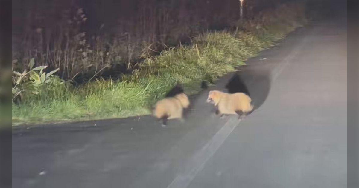 目の前をぽよんぽよんと全力疾走で逃げていくたぬきの動画「なぜ同じ方向へ…なぜ途中で止まる…？」「抜かされたのを抜き返すな！」