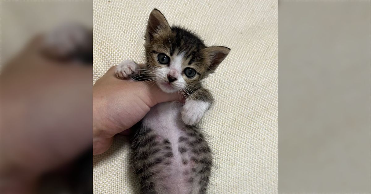 子猫がミルクを飲むたびお腹がぽんぽこりんになる…獣医さんは爆笑してたけど、私も笑ってて大丈夫？→「大丈夫です！」「うちの子もぽんぽこりんだった」と子猫写真が集まる