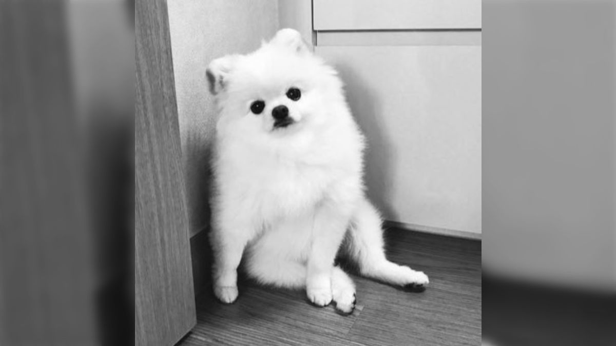 Ｐ ♡愛犬ちゃんオーダー♡ ポメラニアン　お座りポーズ 大好きな香箱座りポーズ🙆‍♀️❤️❤️❤️ 手がなくなっちゃう